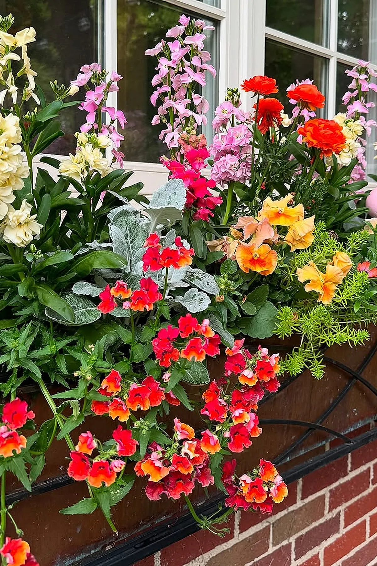 Wooden window box filled with vibrant red, pink, peach, and cream flowers along with green foliage in front of a white-framed window on a brick house exterior.