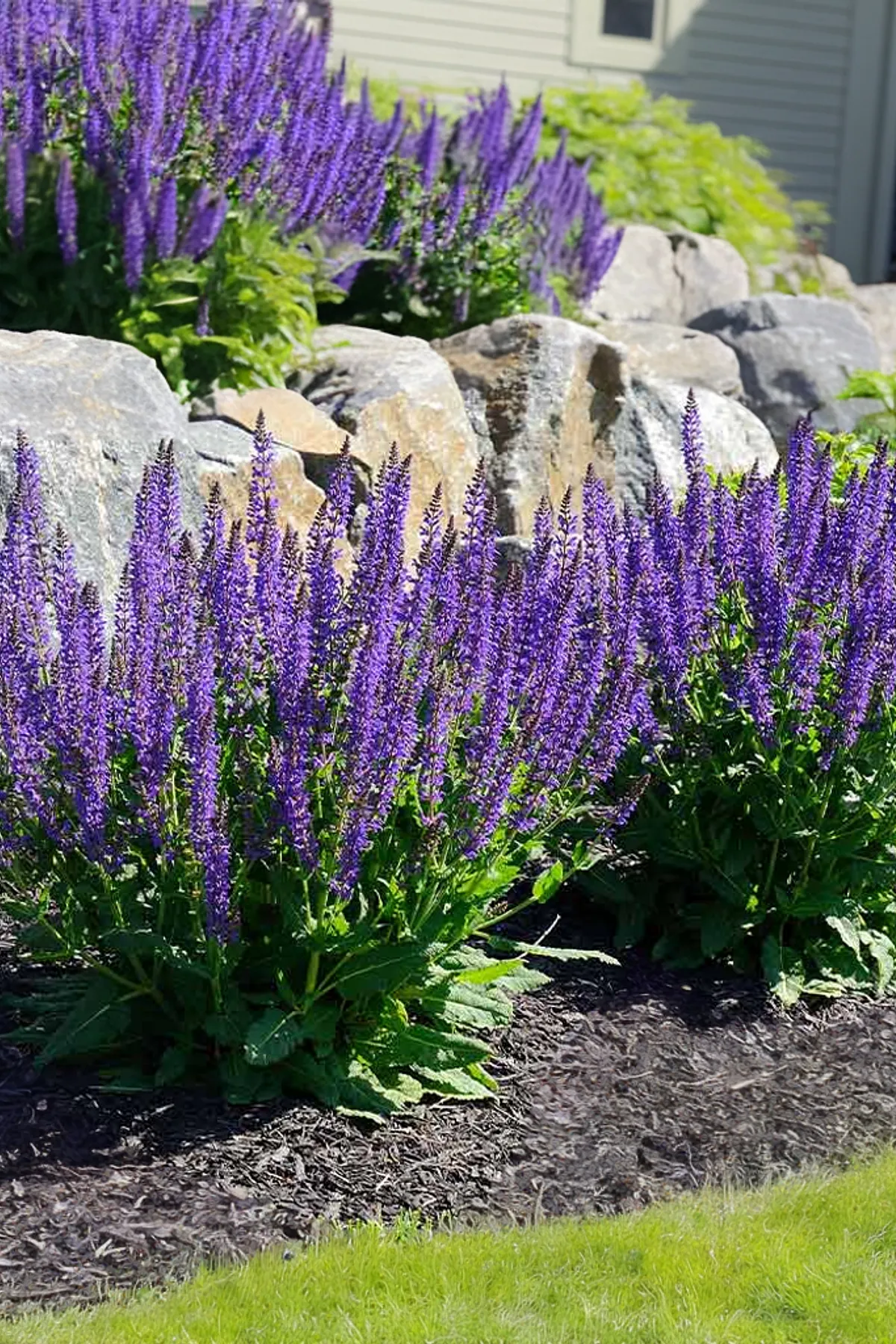 A colorful garden featuring tall purple Salvia and large boulders under bright sunlight.