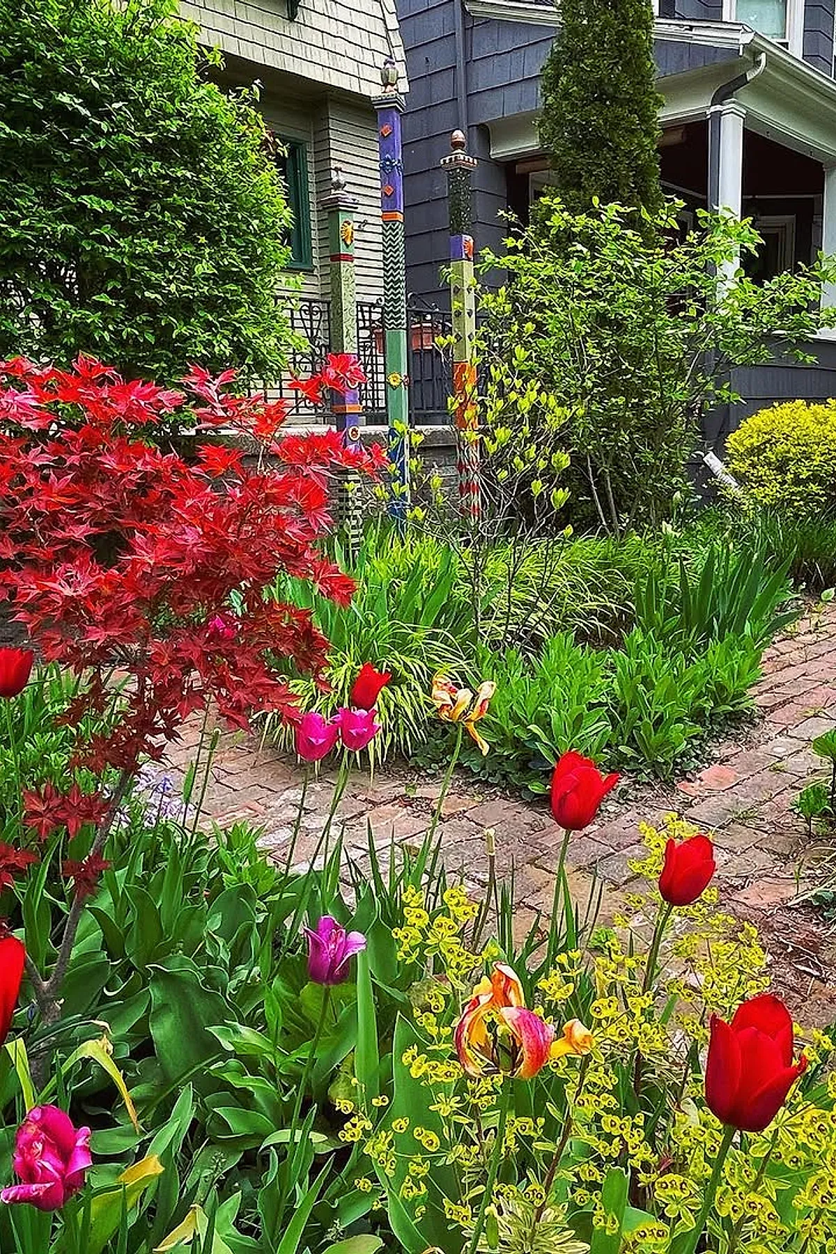 Small front yard landscaping featuring vibrant red, purple, and yellow tulips mixed with green leafy plants along a winding brick pathway next to lush bushes and small trees in front of a gray and white house.