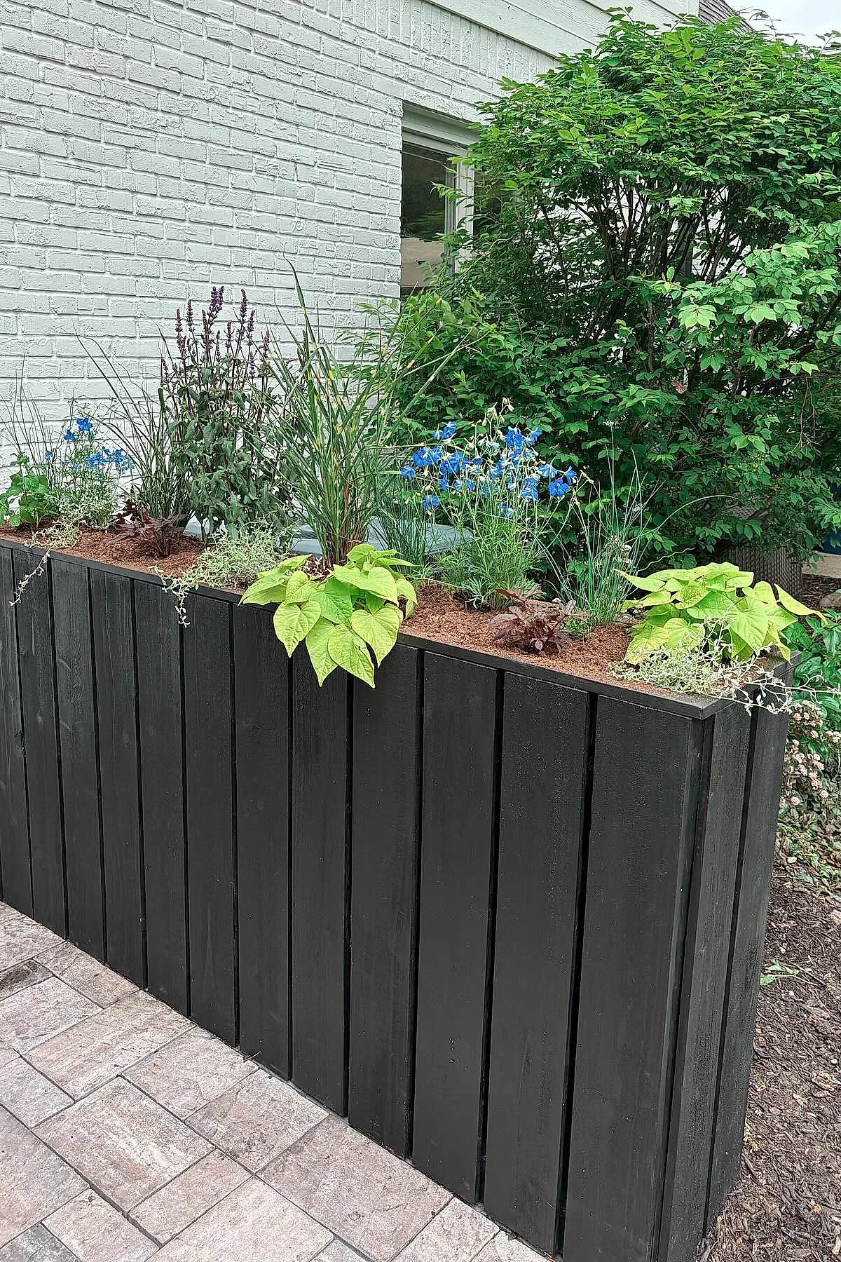 Black wooden planter privacy wall filled with various green plants and vibrant blue flowers, set against a white brick exterior wall in an outdoor patio area