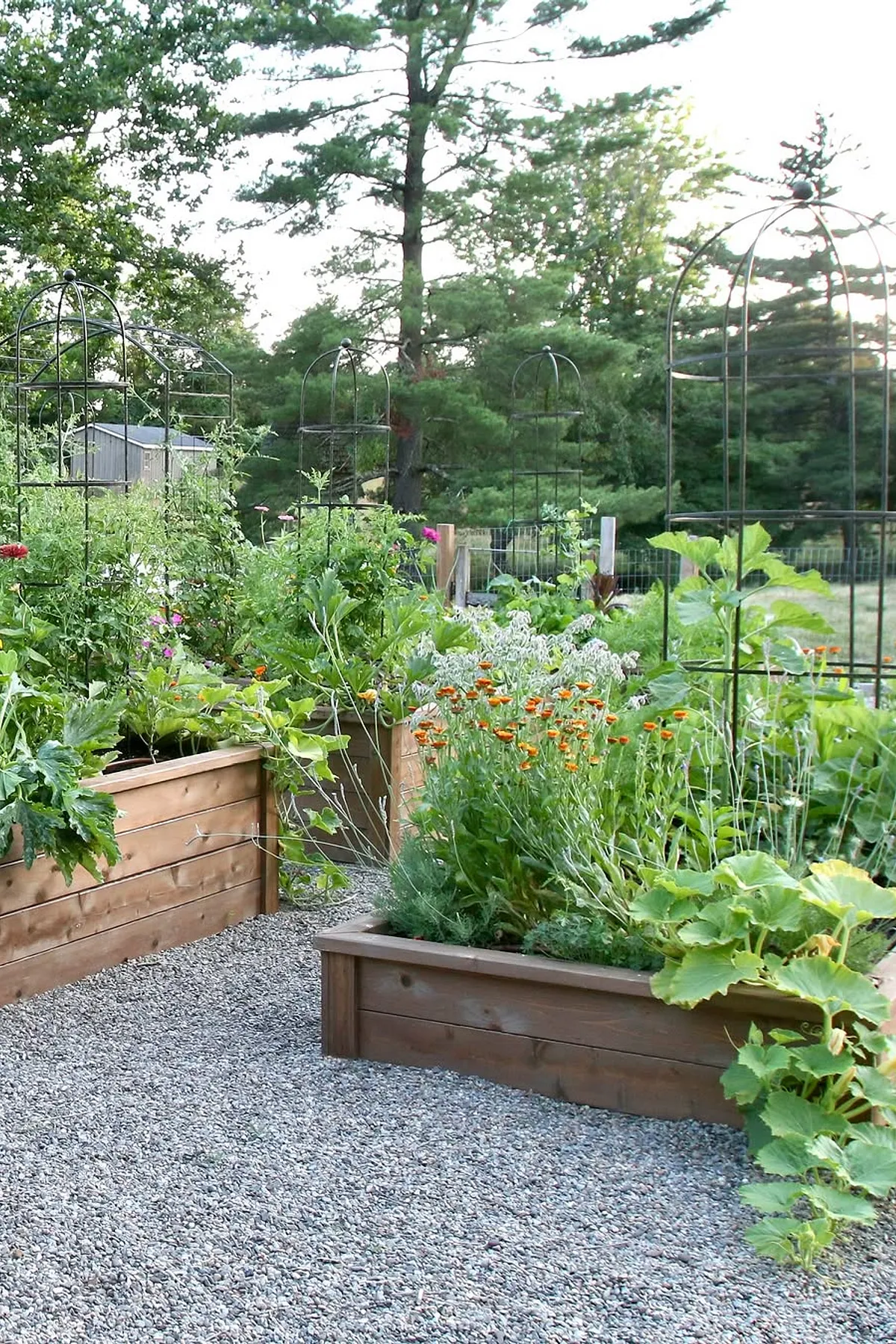 Garden with wooden raised beds, metal trellises, plants, and a gravel path, surrounded by tall trees and a fence.