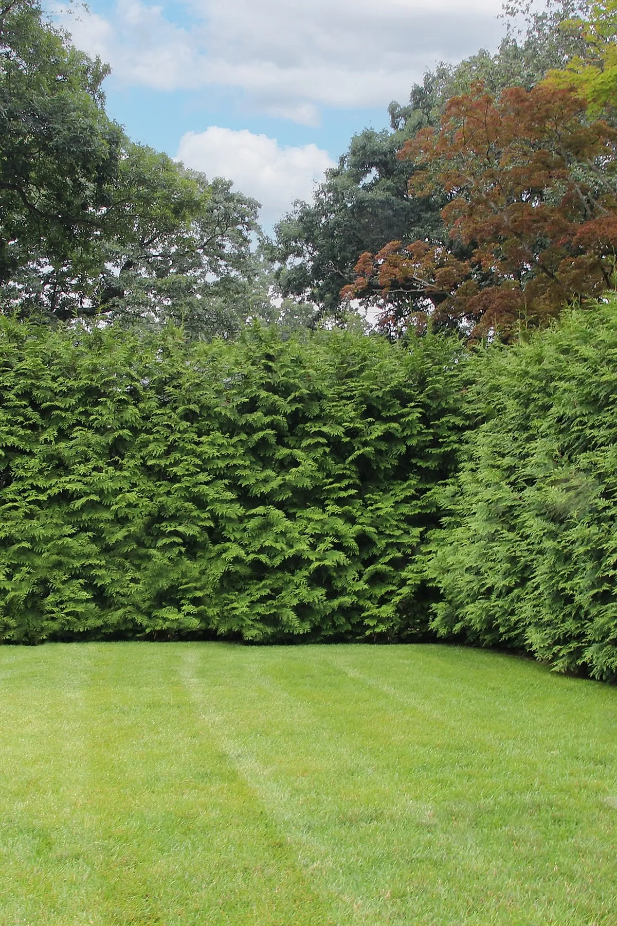 Thick evergreen hedge surrounding a grassy backyard, providing natural privacy.