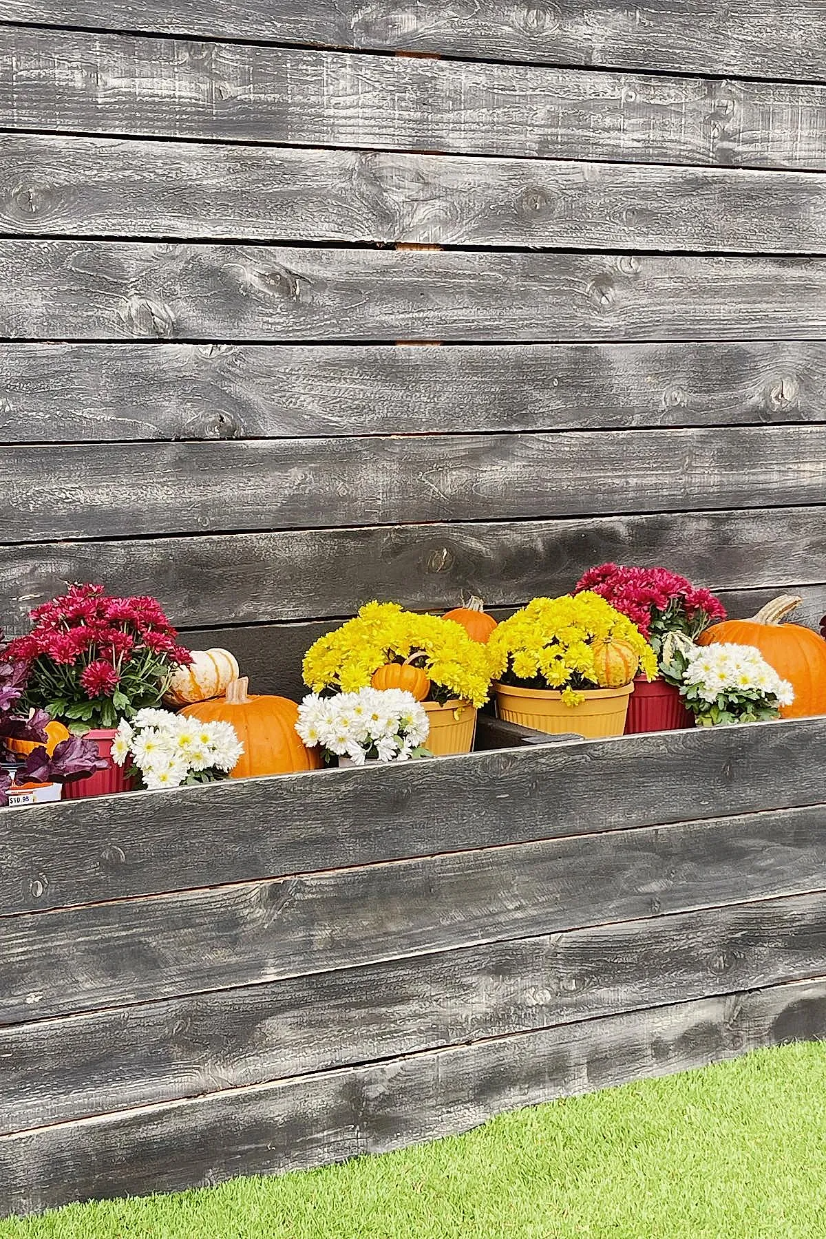 Wooden planter privacy wall featuring colorful fall mums in yellow, white, and red pots alongside small and large orange pumpkins on a green grass lawn