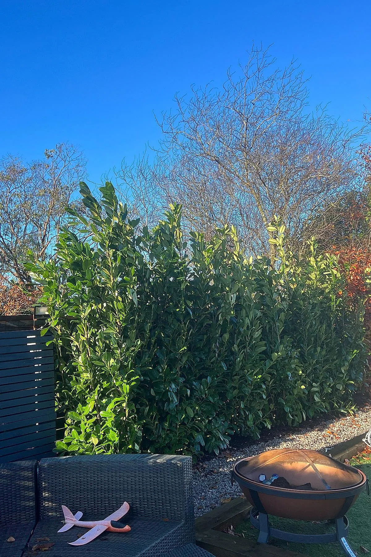 Backyard with dense evergreen hedges, black wicker furniture, and a metal fire pit under a clear blue sky.