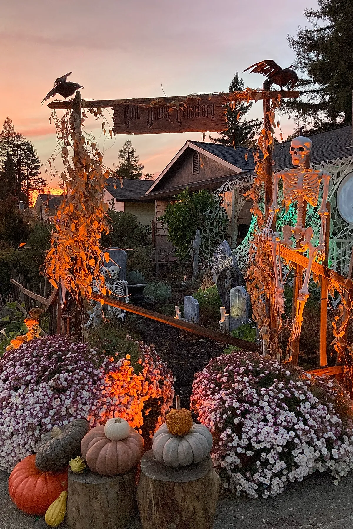 Front yard decorated with pumpkins on tree stumps, large clusters of purple and white chrysanthemums, skeleton props around a wooden archway entwined with dried vines, two black crow decorations perched on top, tombstones in the background.