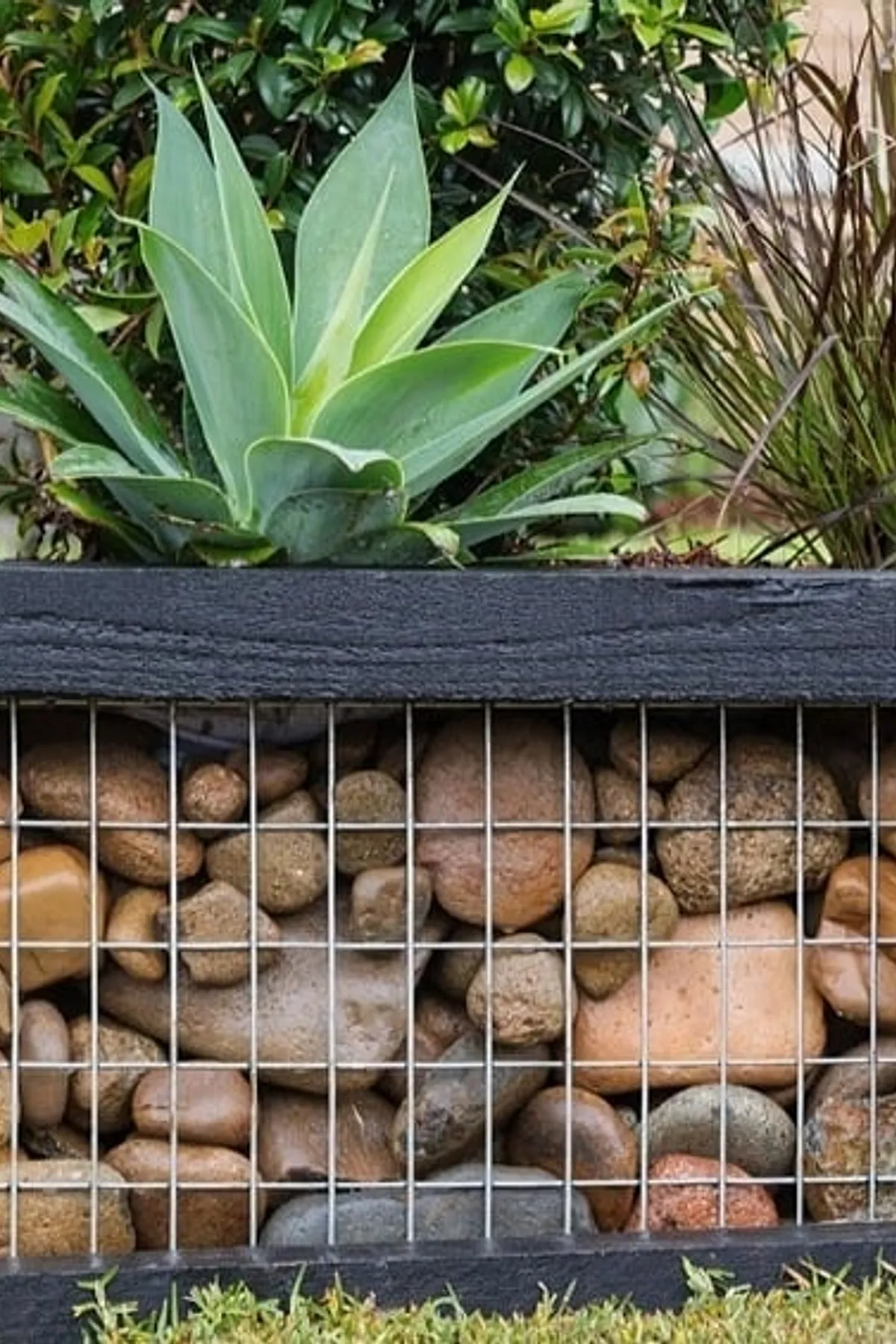 Garden bed made of gabions, dark wooden base, colorful stones, soil, and green plants including a large succulent.