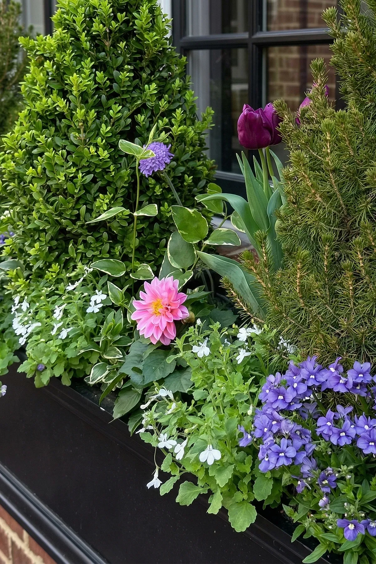 Black window box filled with dense green foliage, pink dahlia, purple tulips, white small flowers, and bright purple blossoms placed under black-framed windows with brick wall background.