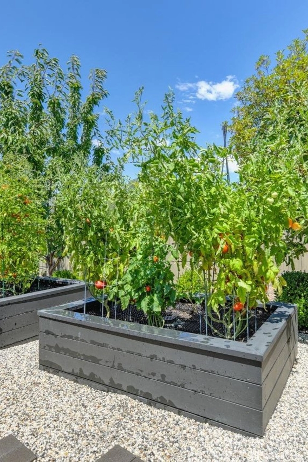 Modern raised garden bed with thriving tomato plants in a sunny backyard with gravel ground cover