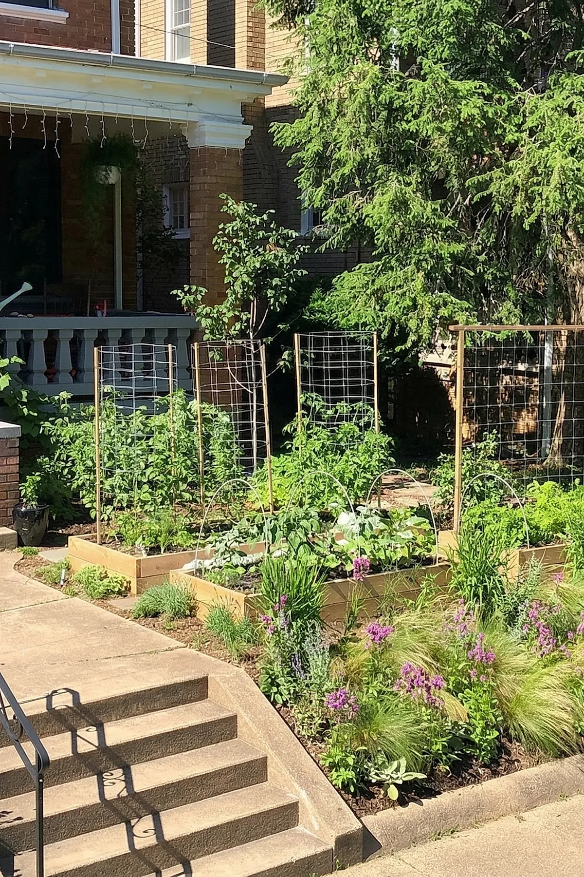 Small front yard landscaping featuring raised wooden garden beds filled with lush green vegetables supported by wooden trellises, surrounded by purple flowering plants and ornamental grasses next to concrete steps leading up to a brick house porch.