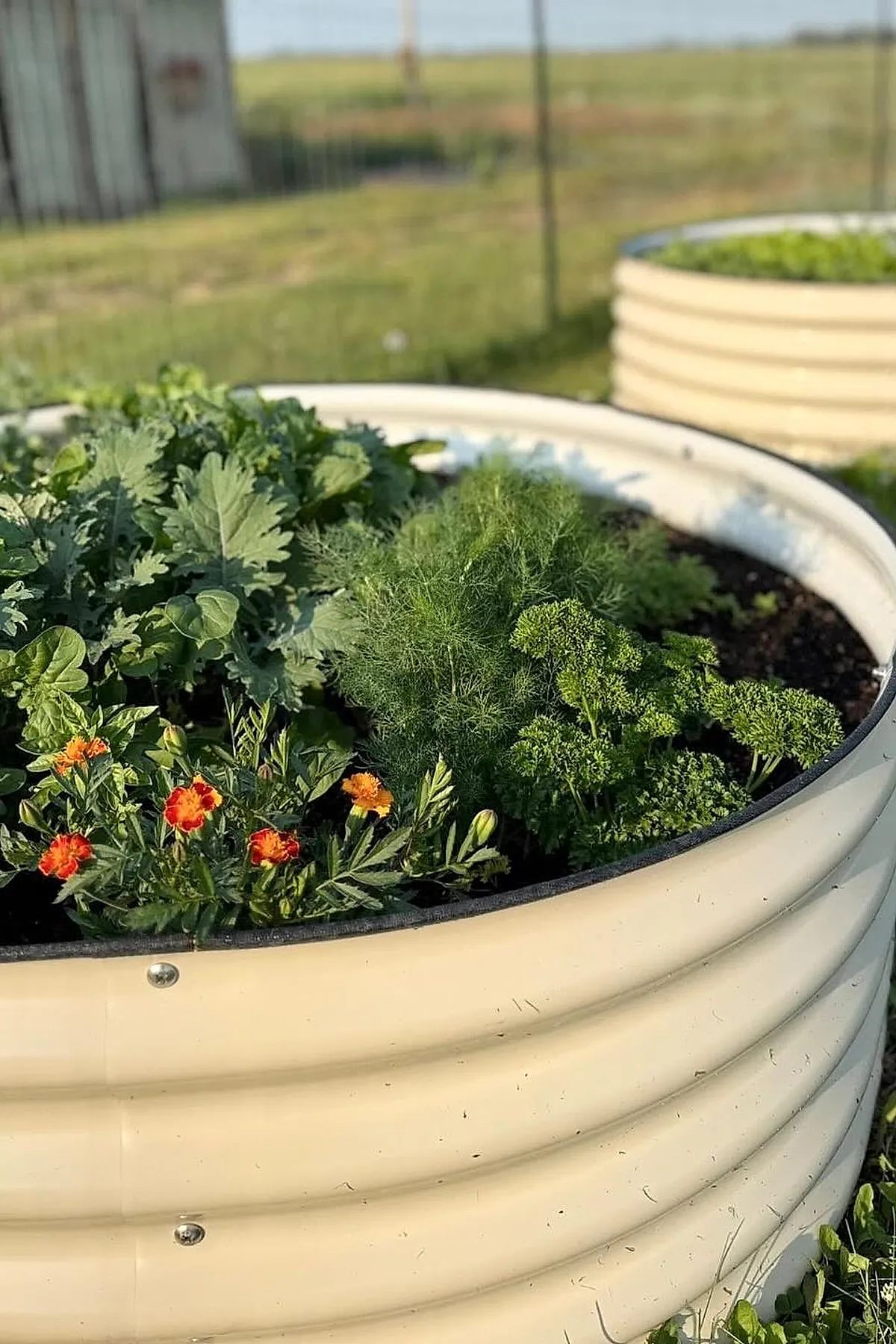 Cream-colored galvanized metal raised garden bed filled with leafy green herbs like parsley and dill, along with small orange marigold flowers, set outdoors on grass with a blurred fence and field in the background.