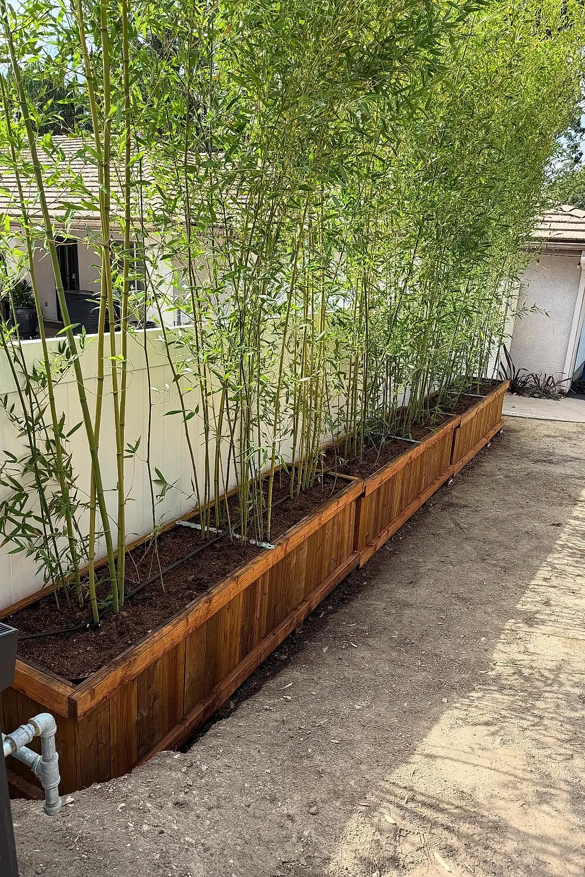 Outdoor planter privacy wall featuring tall bamboo plants growing in a long wooden planter box along a white fence under bright sunlight