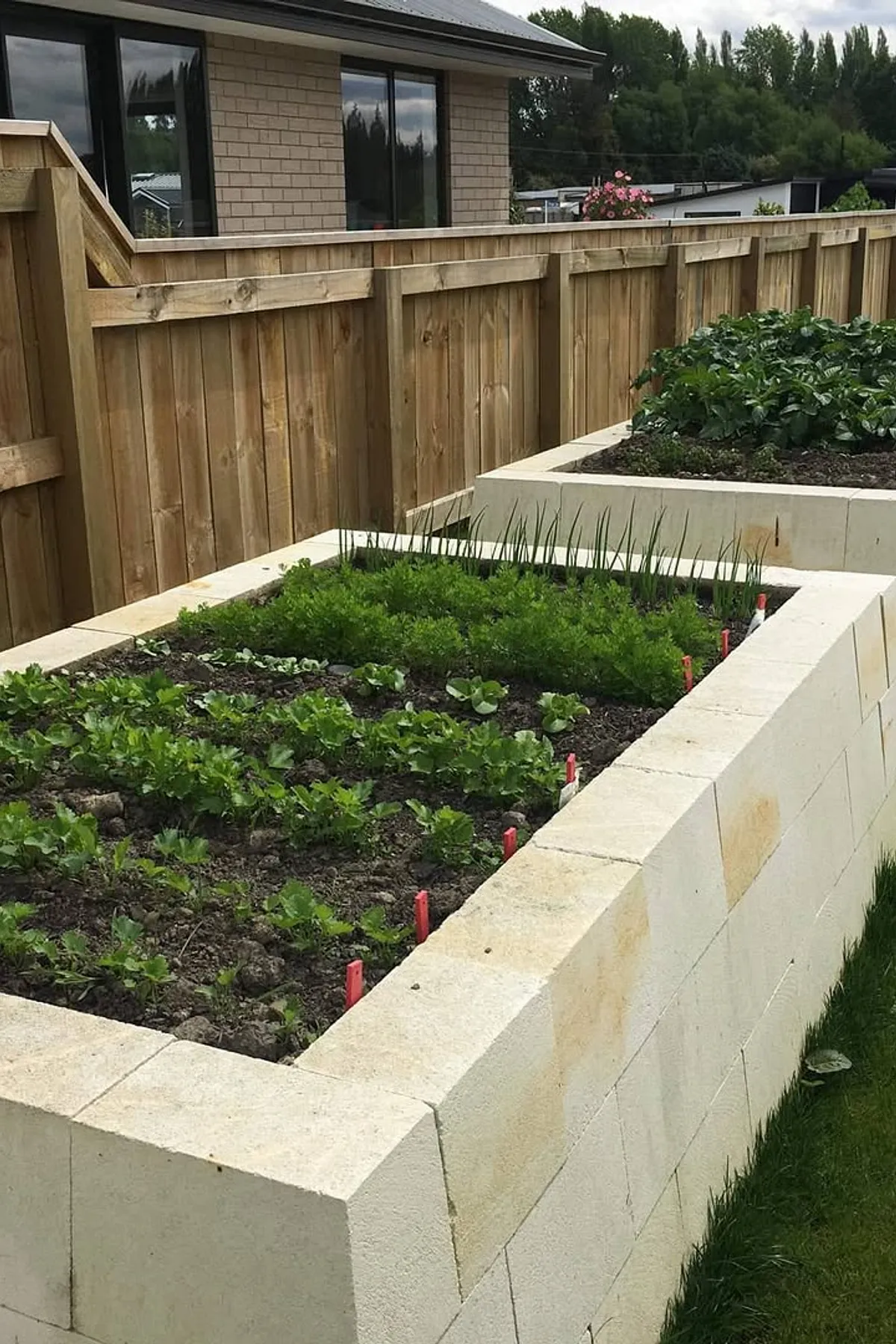 Garden with raised concrete planters filled with green plants, next to a house with a wooden fence and lawn.