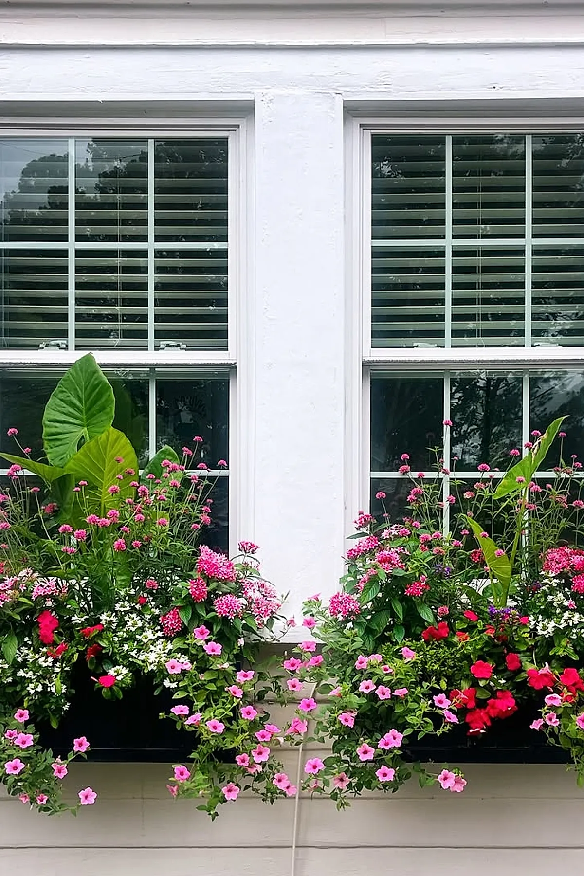 Black wooden window boxes overflowing with bright pink, red, and white flowers alongside large green leaves beneath two white framed windows with horizontal blinds on a light-colored house exterior.