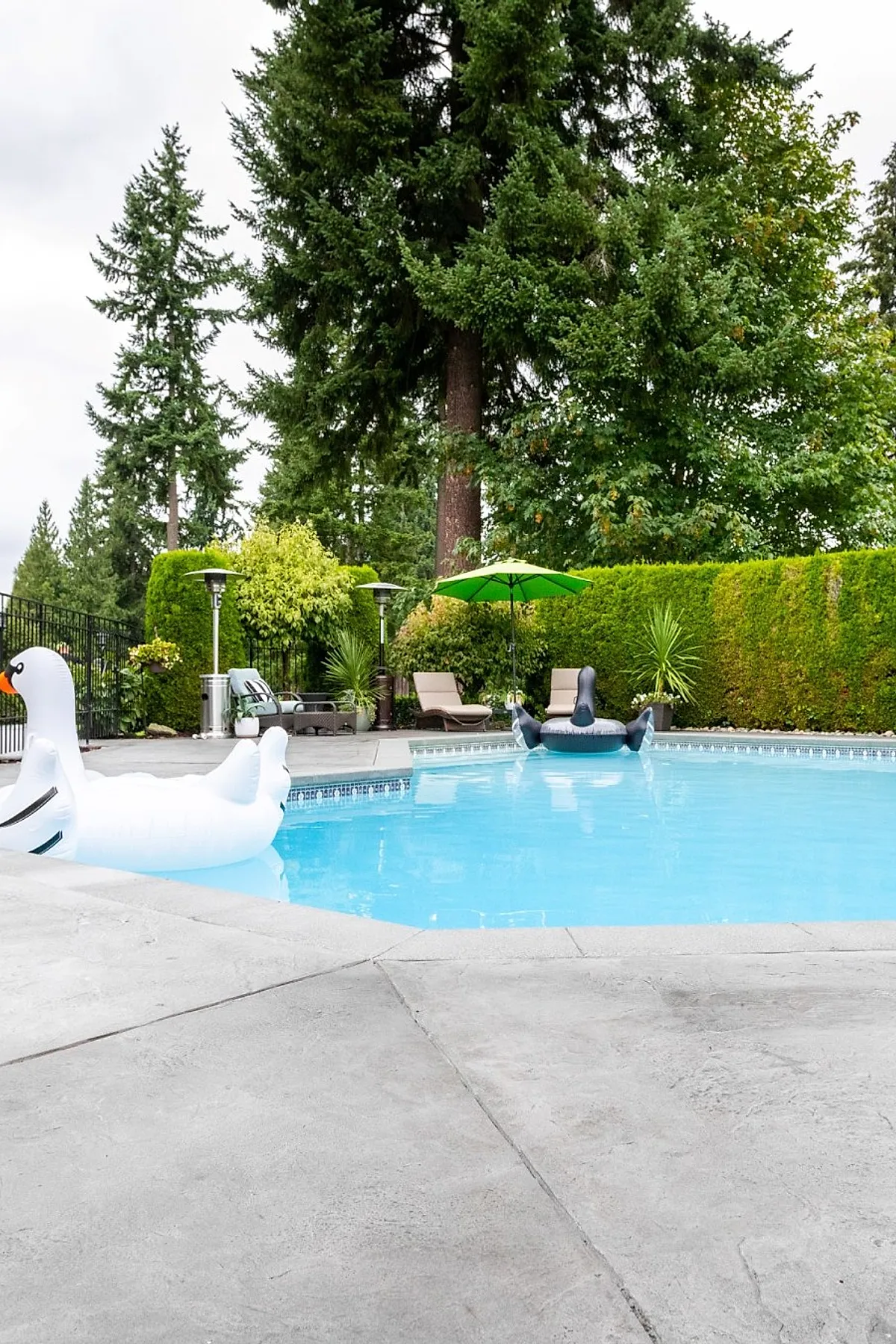 Bright blue swimming pool with a large white inflatable swan and a black inflatable swan floating on the water, surrounded by a smooth gray concrete pool deck with lounge chairs and a bright green umbrella, framed by lush green trees and hedges.