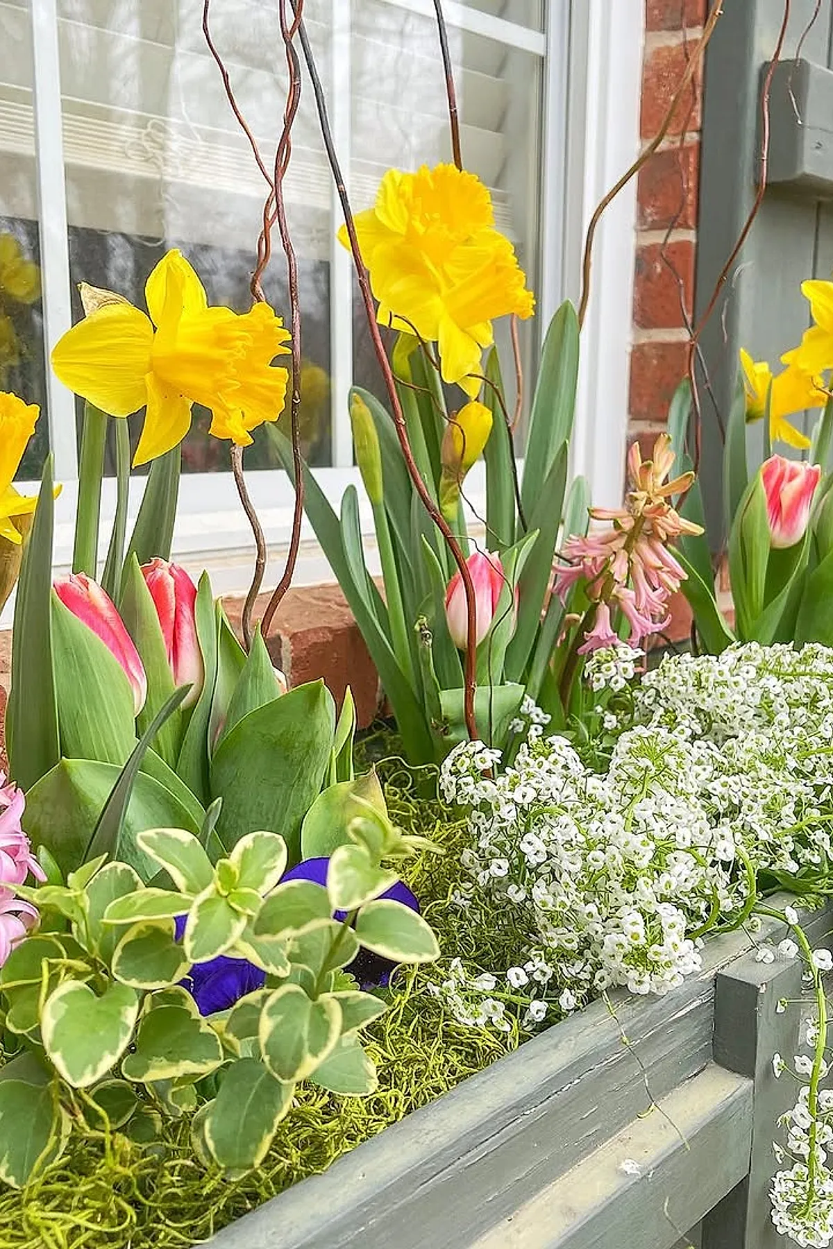 Wooden window box filled with bright yellow daffodils, pink tulips, small clusters of white flowers resembling baby’s breath, green leafy plants, and tall curly brown twigs, set against a brick wall and glass window.