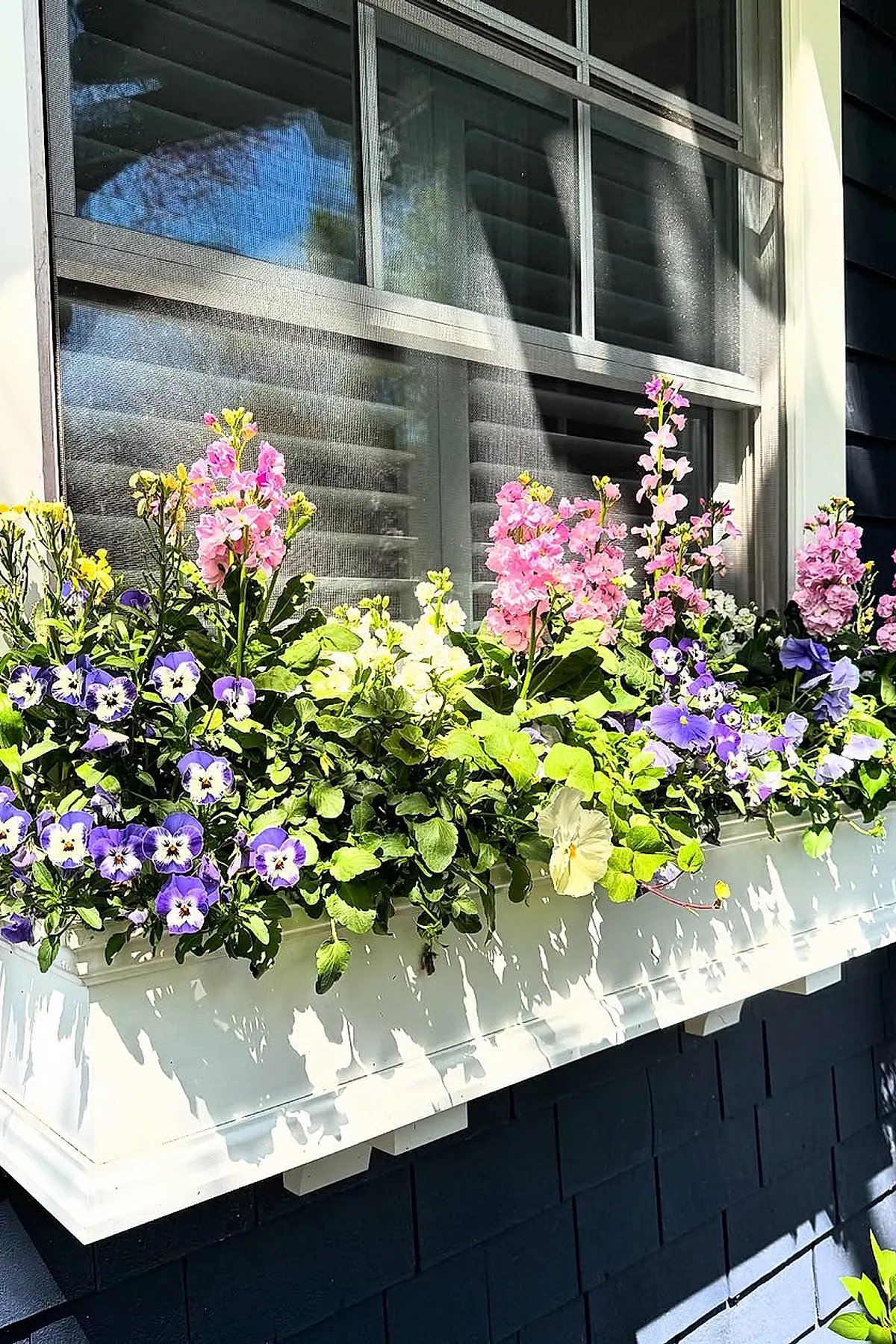 White wooden window box filled with lush green leaves, purple pansies, pink stock flowers, and yellow blooms sitting under a sunlit multi-pane window with white trim on dark exterior siding.