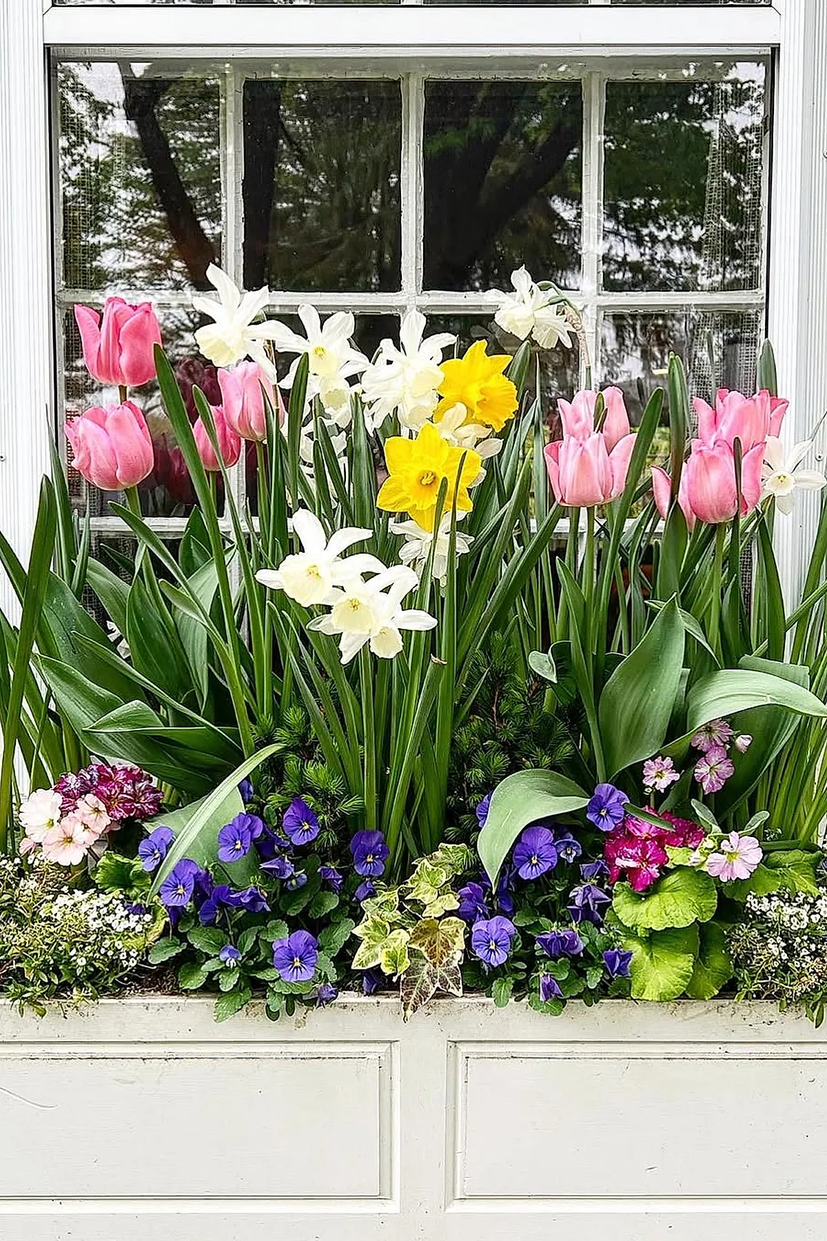 White wooden window box filled with tall pink tulips, yellow and white daffodils, purple pansies, and green leaves positioned under a multi-pane window with white trim.