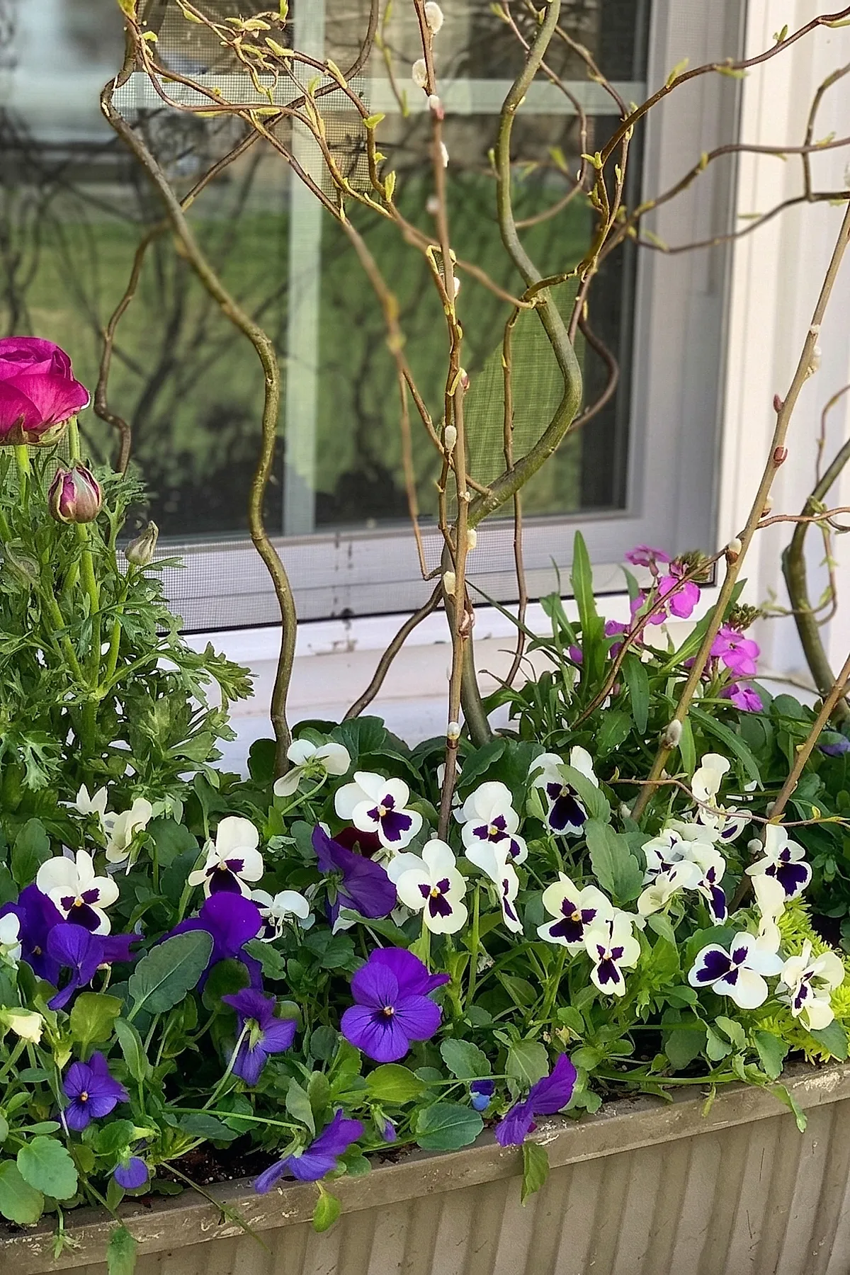 Wooden window box filled with vibrant purple and white pansies mixed with green foliage, featuring tall curly twigs, positioned under a window with white trim.